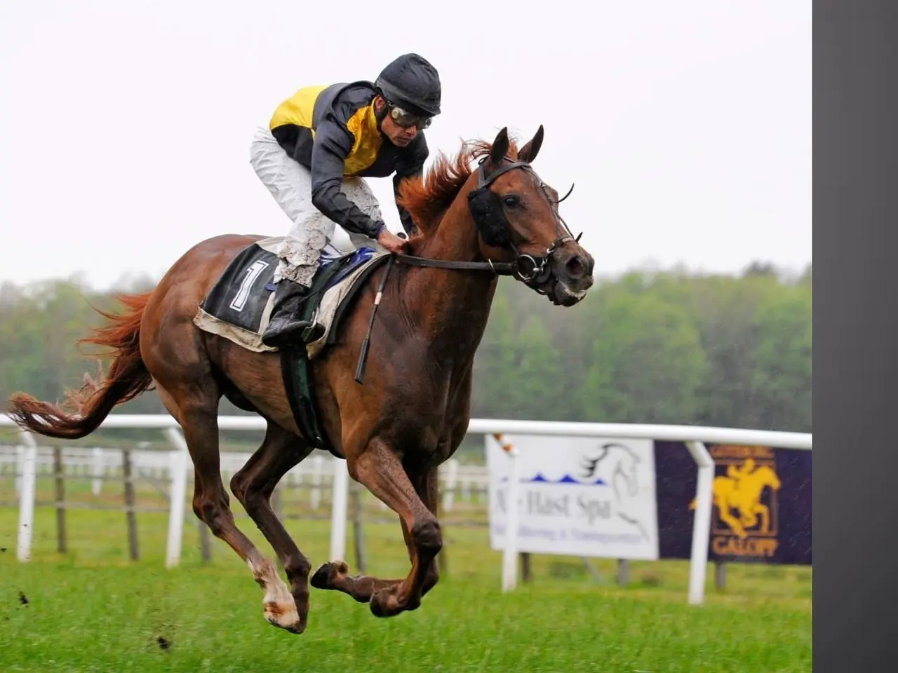 Jockey på galophest under væddeløb