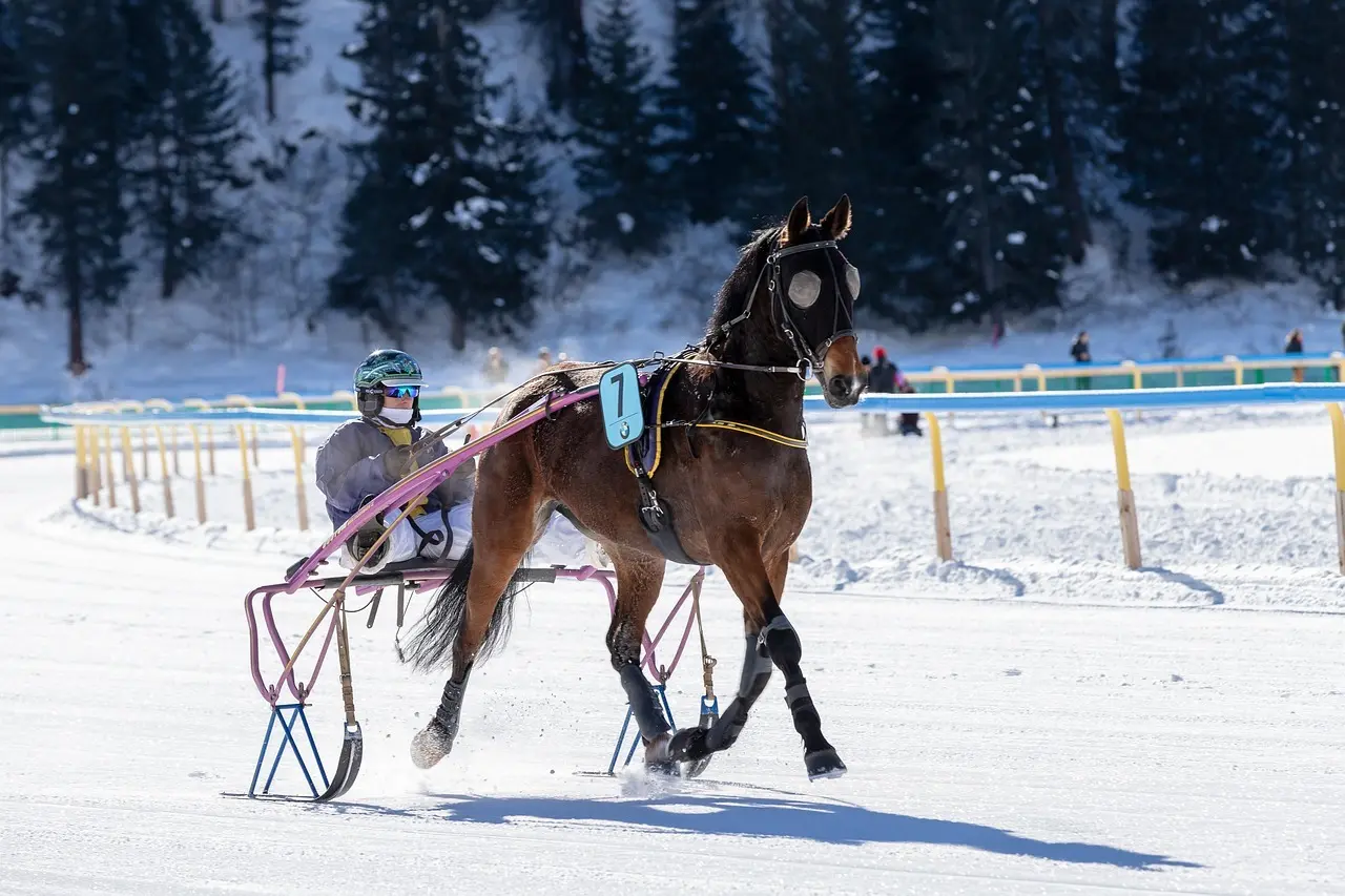 Travhest med sulky og kusk på bane